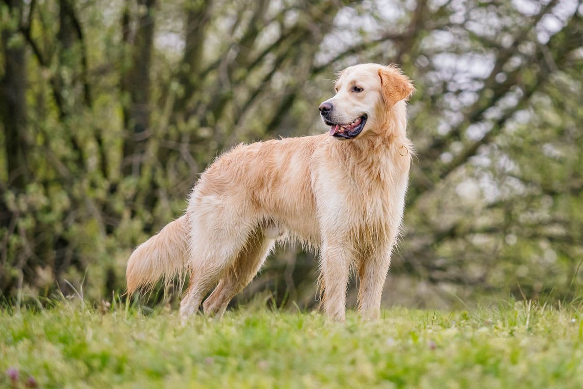 Golden Retriever Rüde schaut sich um