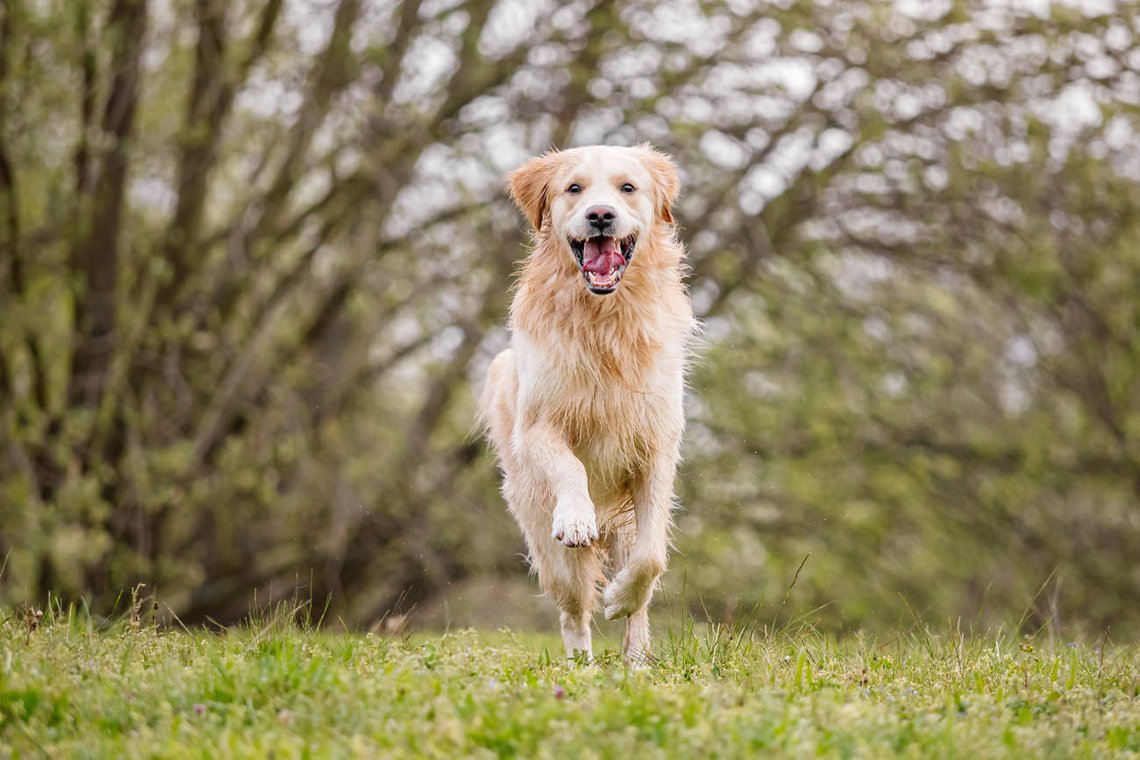 Golden Retriever rennt fröhlich über eine Wiese