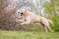 Golden Retriever springt fröhlich über eine Wiese