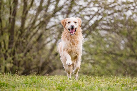 Golden Retriever rennt fröhlich über eine Wiese