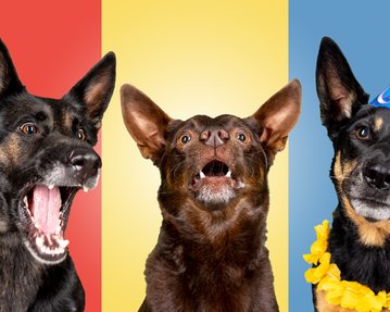 lustiges Rudelfoto im Studio