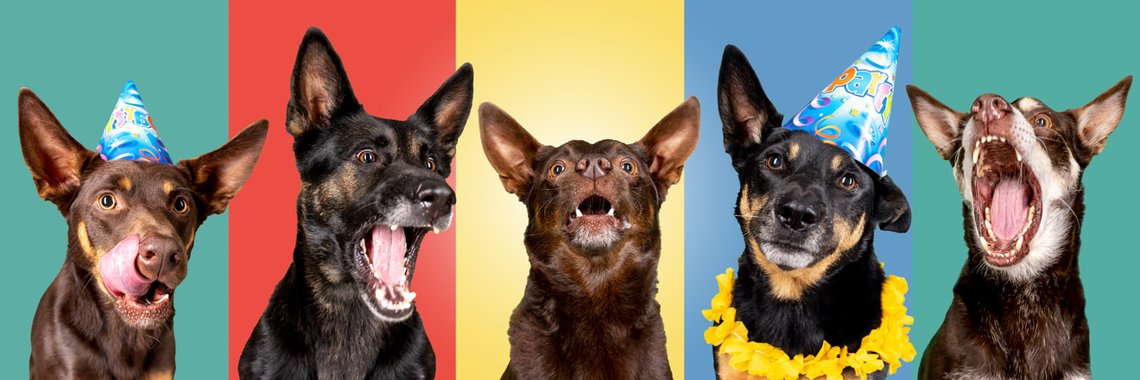 lustiges Rudelfoto im Studio