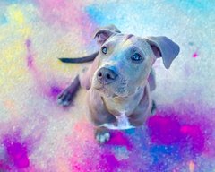 American Staffordshire Terrier Welpe Holifoto Dresden
