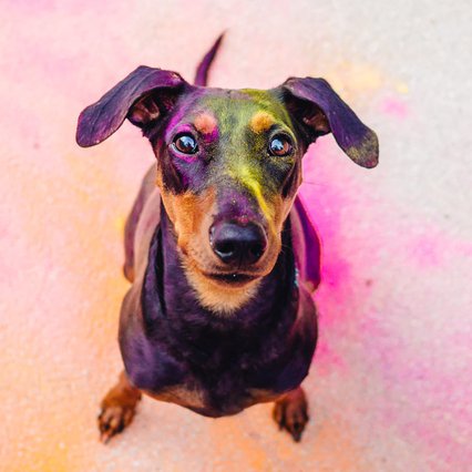 Deutscher Pinscher kunterbunt mit Holi Farben Hundefoto in Dresden