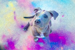 American Staffordshire Terrier Welpe Holifoto Dresden