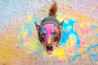 Holi Hundefotos Sachsen-006.jpg