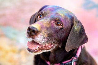 Holi Hundefoto Labrador Portrait Dresden