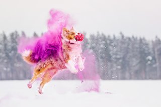 Holi Hundefoto Mini Australian Shepherd springt mit Holifarbe Dresden