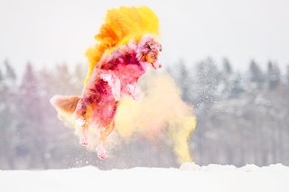 Holi Hundefotos Sachsen-017.jpg