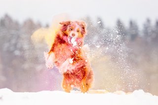 Holi Hundefotos Sachsen-018.jpg
