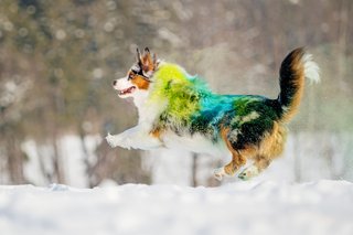 Australian Shepherd springt mit bunter Holi Farbe durch den Schnee in Dresden