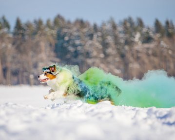 Mini Australian Shepherd rennt bei Hundefotoshoot mit Holifarben durch den Schnee in Sachsen