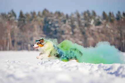 Mini Australian Shepherd rennt bei Hundefotoshoot mit Holifarben durch den Schnee in Sachsen
