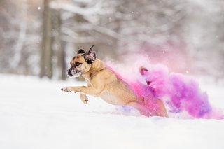 Holi Hundefotos Sachsen-028.jpg