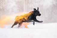 Holi Hundefotos Sachsen-037.jpg