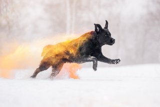 Holi Hundefotos Sachsen-037.jpg