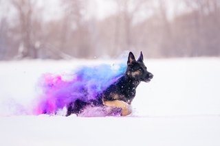 Holi Hundefotos Sachsen-040.jpg