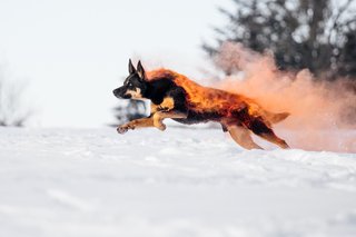 Holi Hundefotos Sachsen-050.jpg