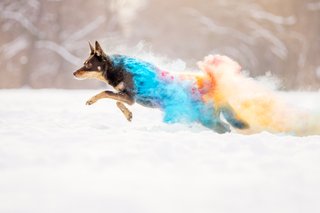 Holi Fotoshooting mit Australian Kelpie im Schnee Dresden