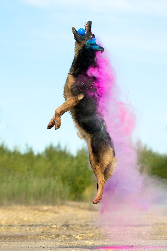 Schäferhund Mischling springt nach Ball mit Holifarbe im Fell
