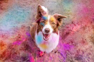 Holi Fotoshooting mit Border Collie kunterbunte Hundefotos in Sachsen