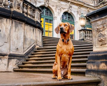 Rhodesian Ridgeback auf Treppe Dresdner Zwinger
