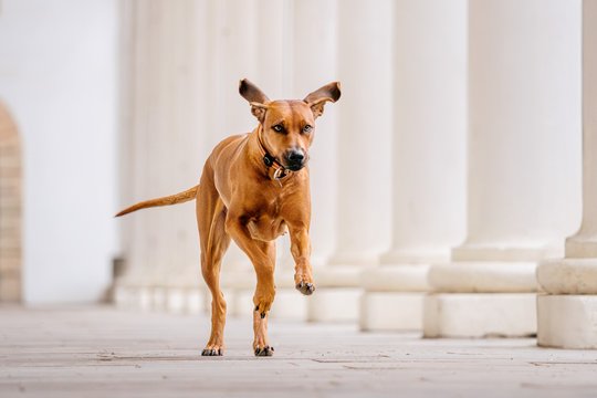 Rhodesian Ridgeback im Stallhof Dresden