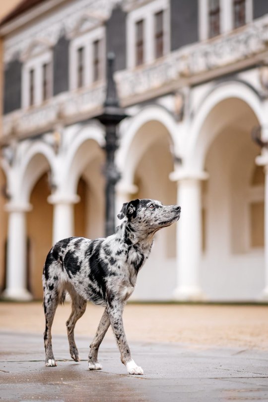 Mischling im Stallhof Dresden