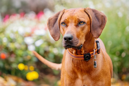 Rhodesian Ridgeback Portät in Blumen