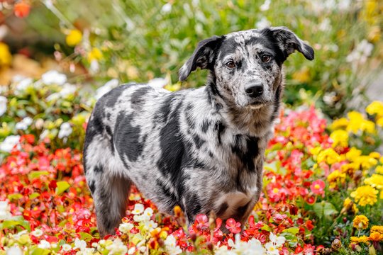 Mischling im Blumenmeer Dresden