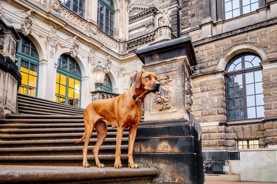 Rhodesian Ridgeback auf Treppe Zwinger