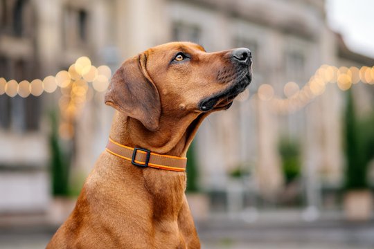 Rhodesian Ridgeback Porträt