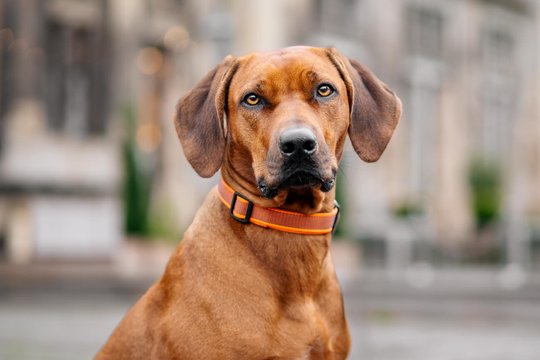 Rhodesian Ridgeback Porträt