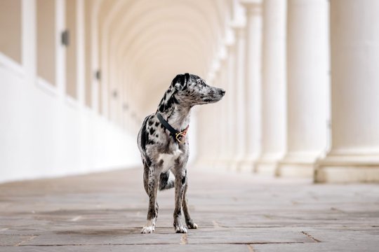 Mischling im Stallhof Dresden