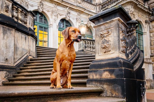 Rhodesian Ridgeback auf Treppe Dresdner Zwinger