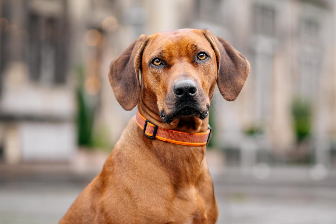 Rhodesian Ridgeback Porträt