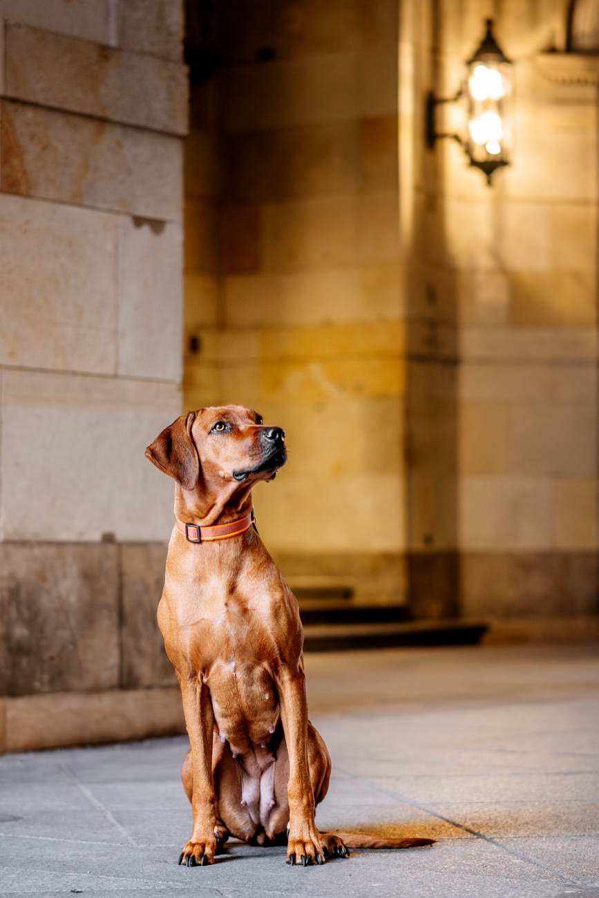 Rhodesian Ridgeback sitzt im Laternenlicht