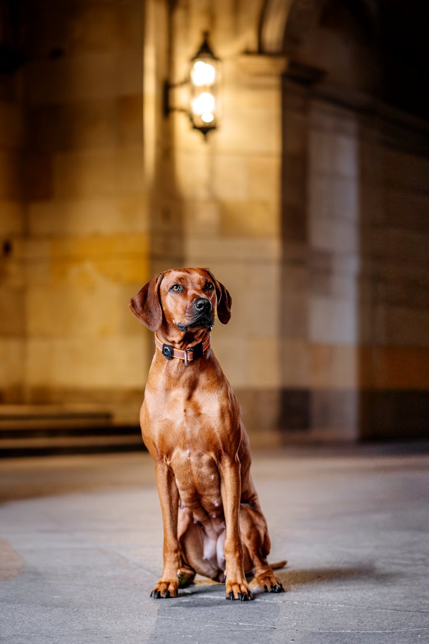 Rhodesian Ridgeback sitzt im Laternenlicht