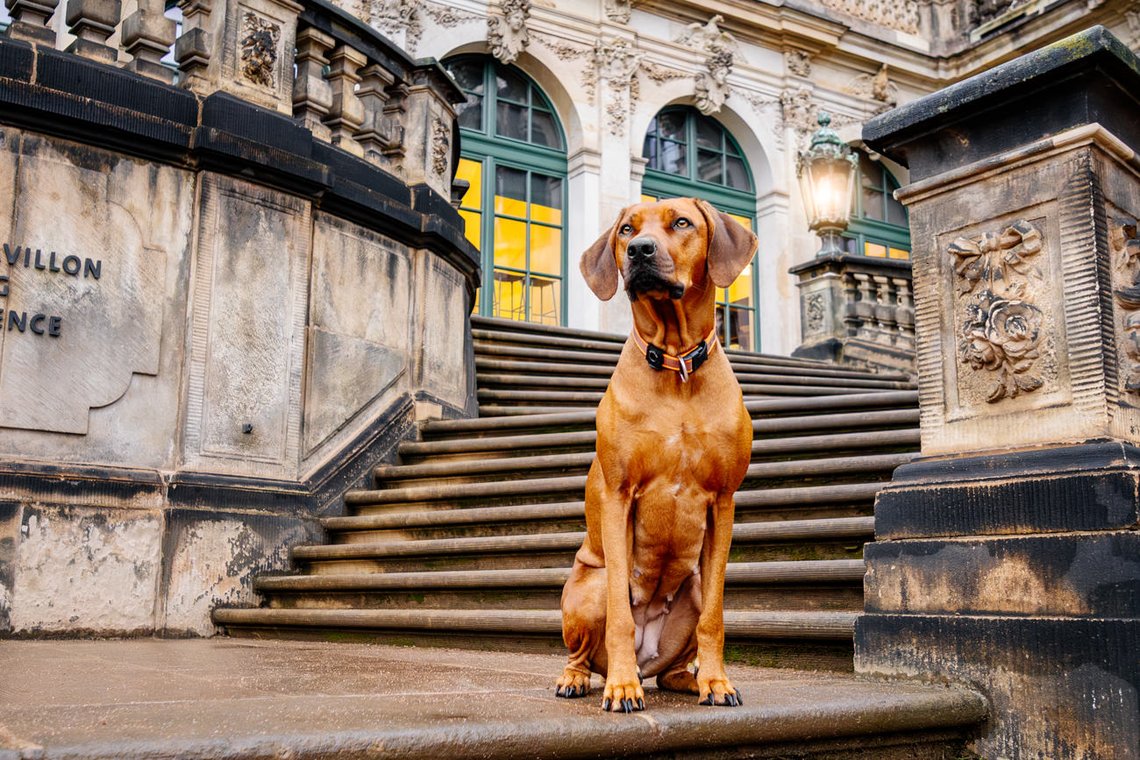 Rhodesian Ridgeback auf Treppe Dresdner Zwinger