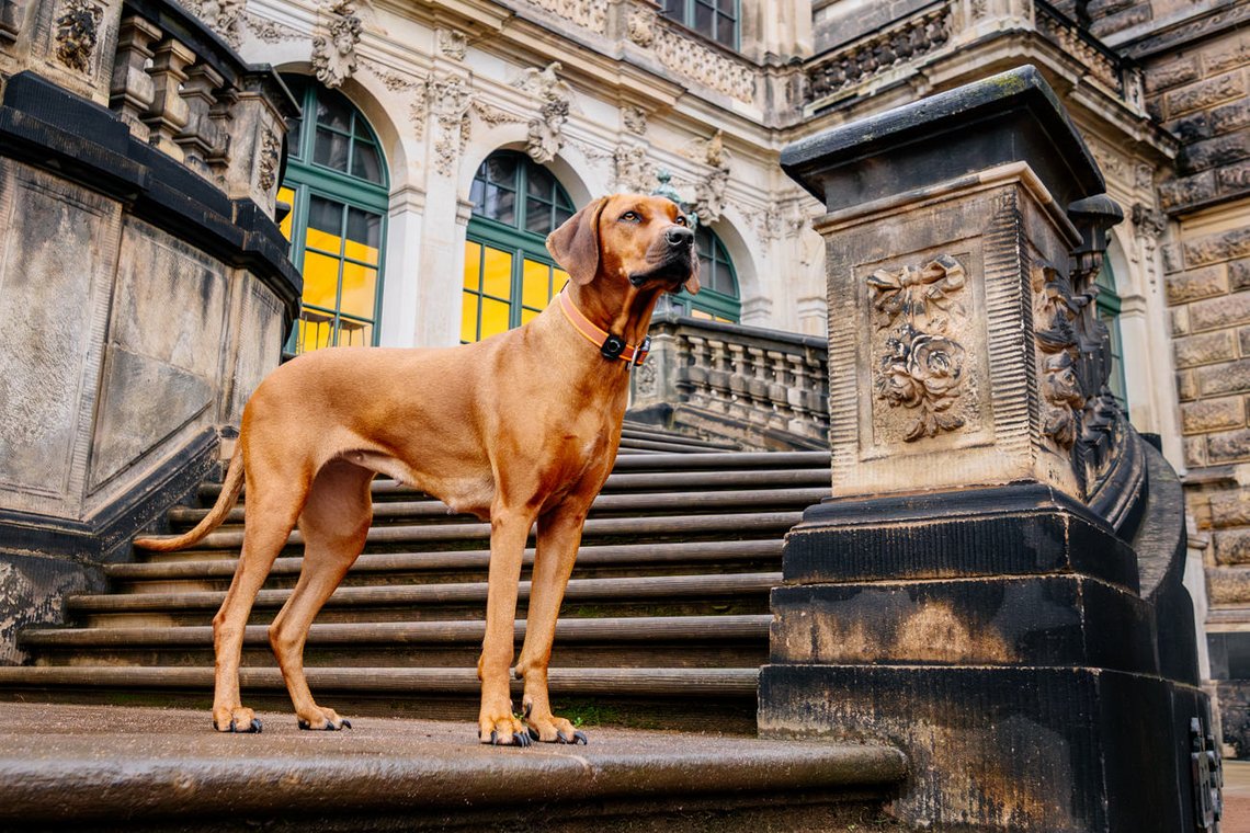 Rhodesian Ridgeback auf Treppe Dresdner Zwinger