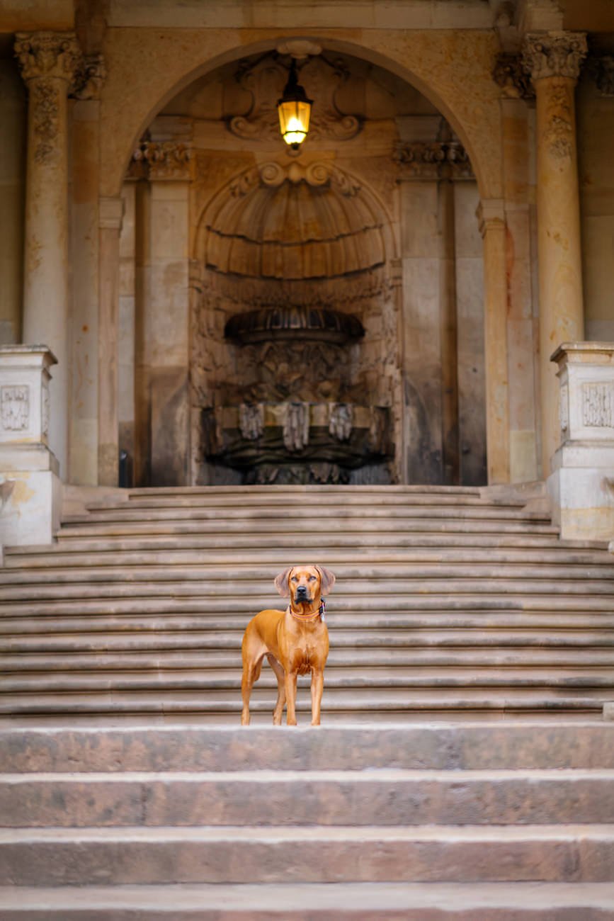 Rhodesian Ridgeback auf Treppe Dresdner Zwinger