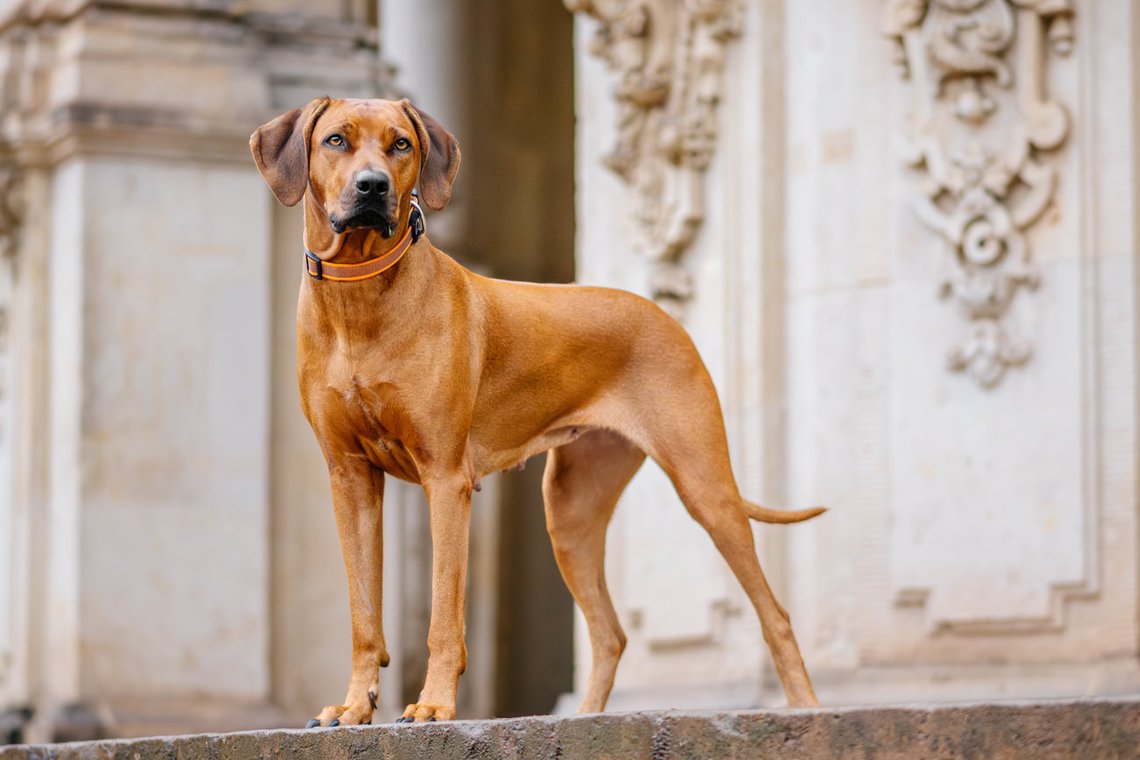 Rhodesian Ridgeback Porträt Altstadt Dresden