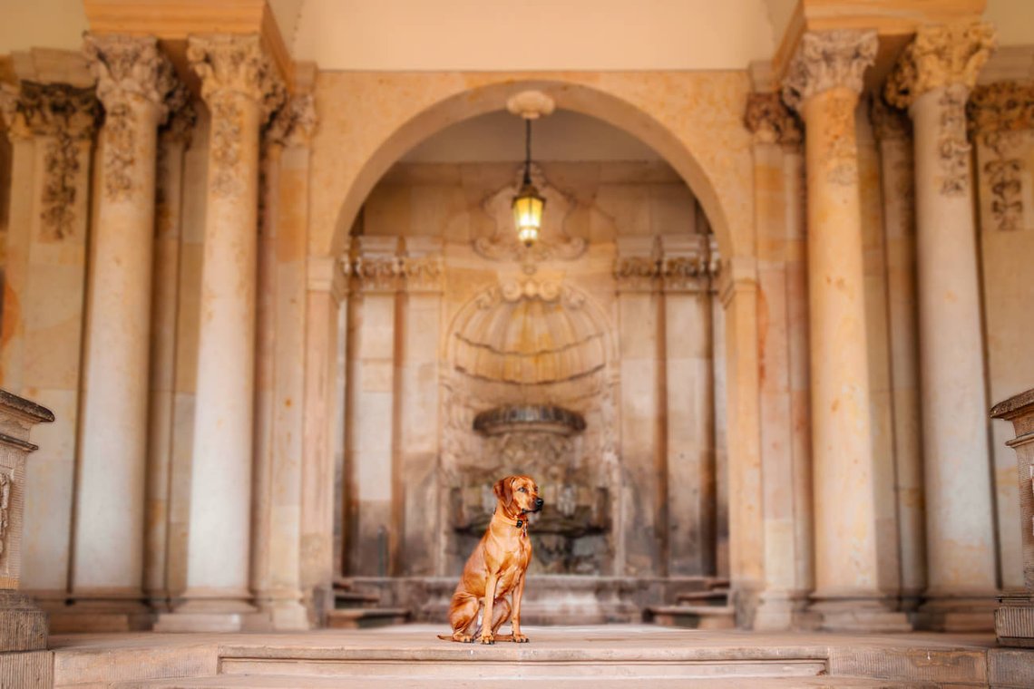 Rhodesian Ridgeback auf Treppe Dresdner Zwinger