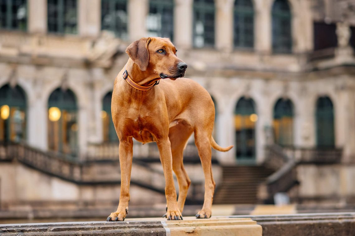 Rhodesian Ridgeback im Dresdner Zwinger