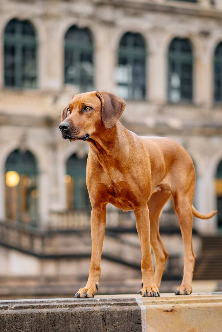 Rhodesian Ridgeback im Dresdner Zwinger