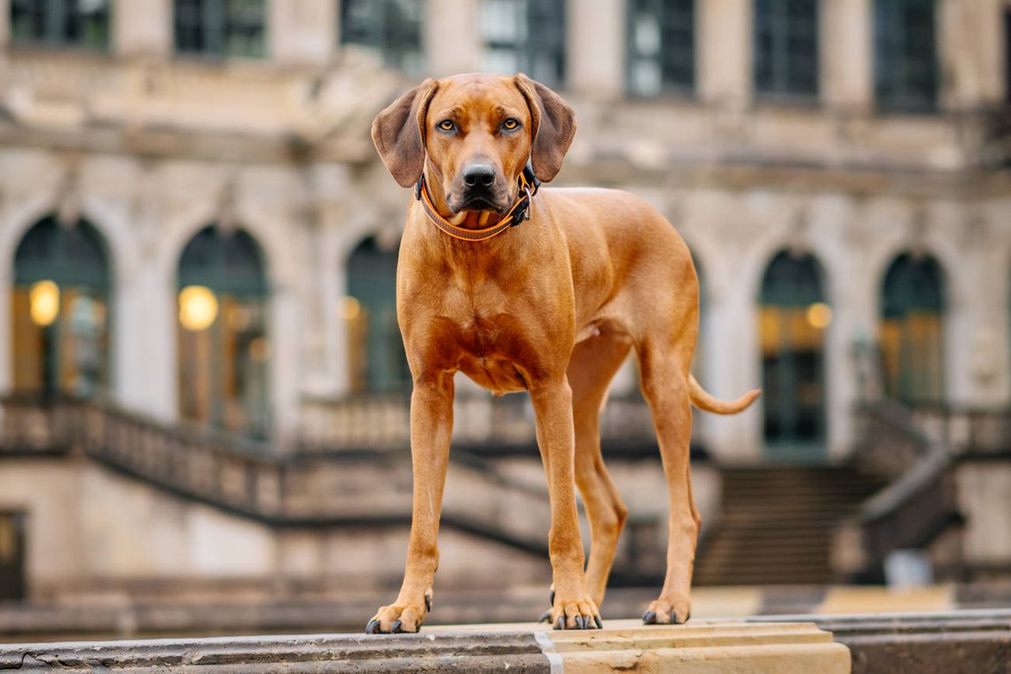 Rhodesian Ridgeback im Dresdner Zwinger