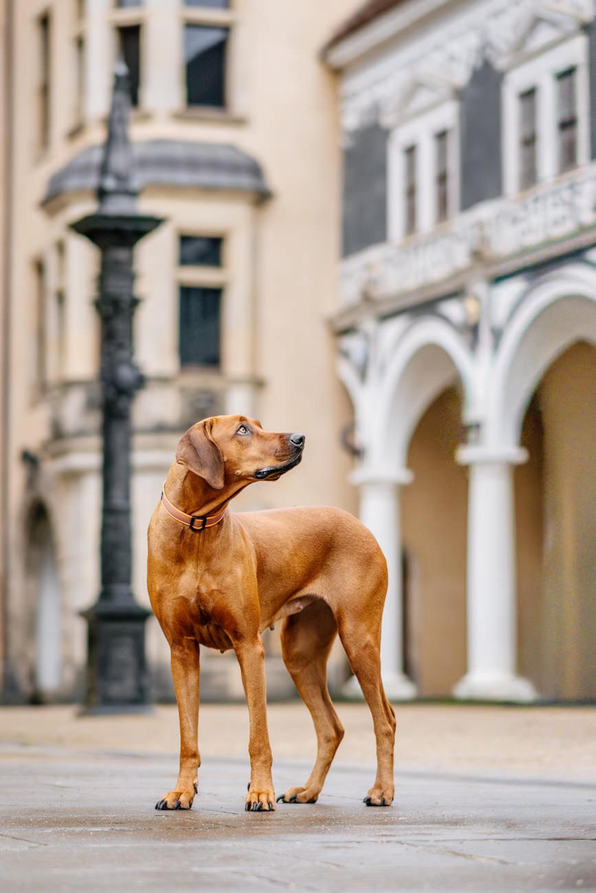 Rhodesian Ridgeback im Stallhof Dresden