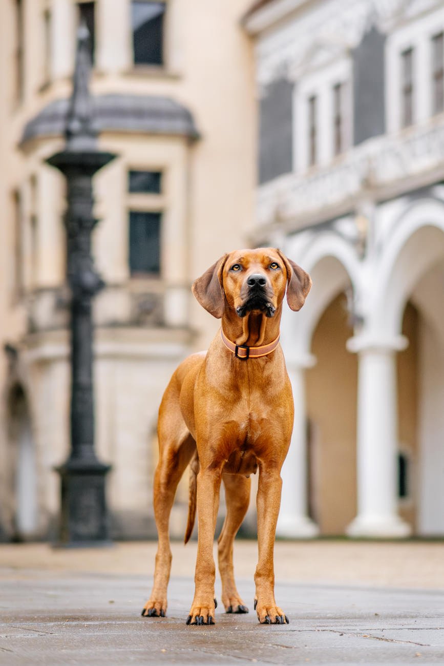 Rhodesian Ridgeback im Stallhof Dresden