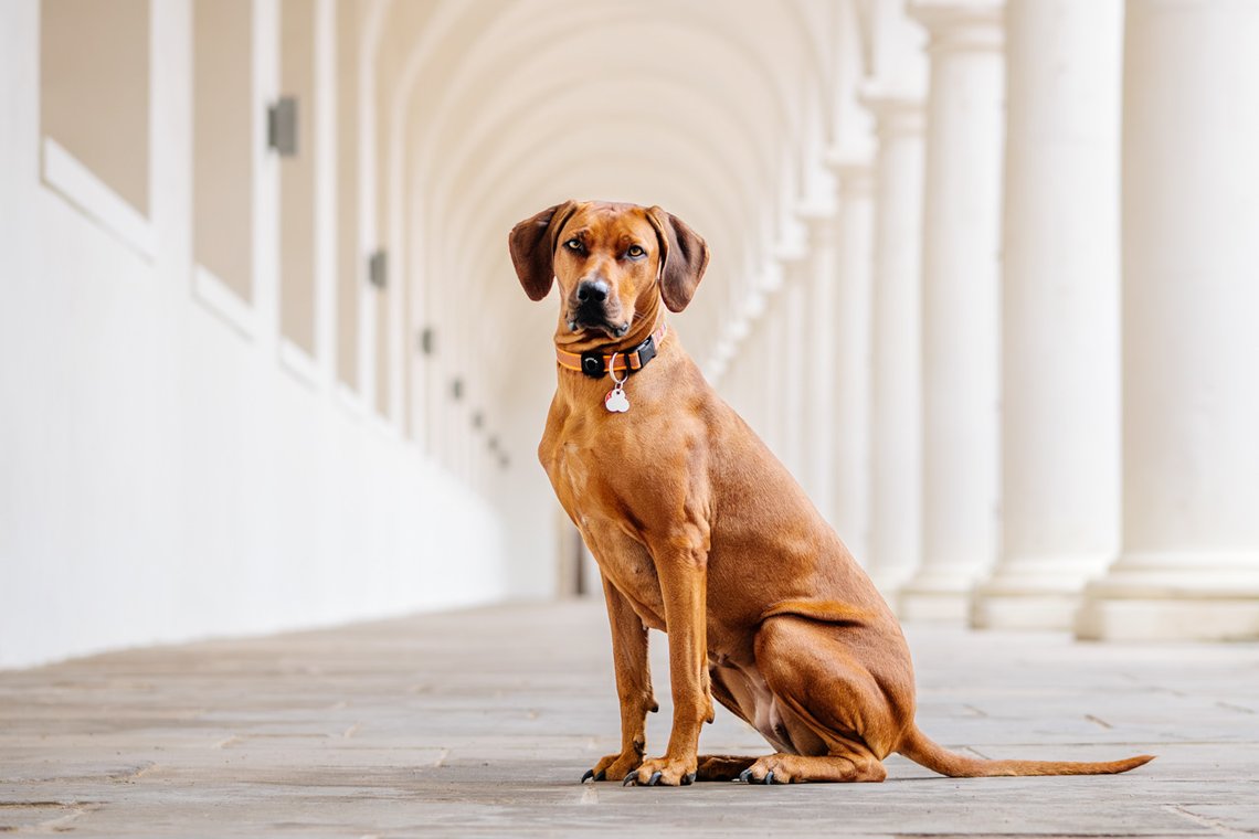 Rhodesian Ridgeback im Stallhof Dresden