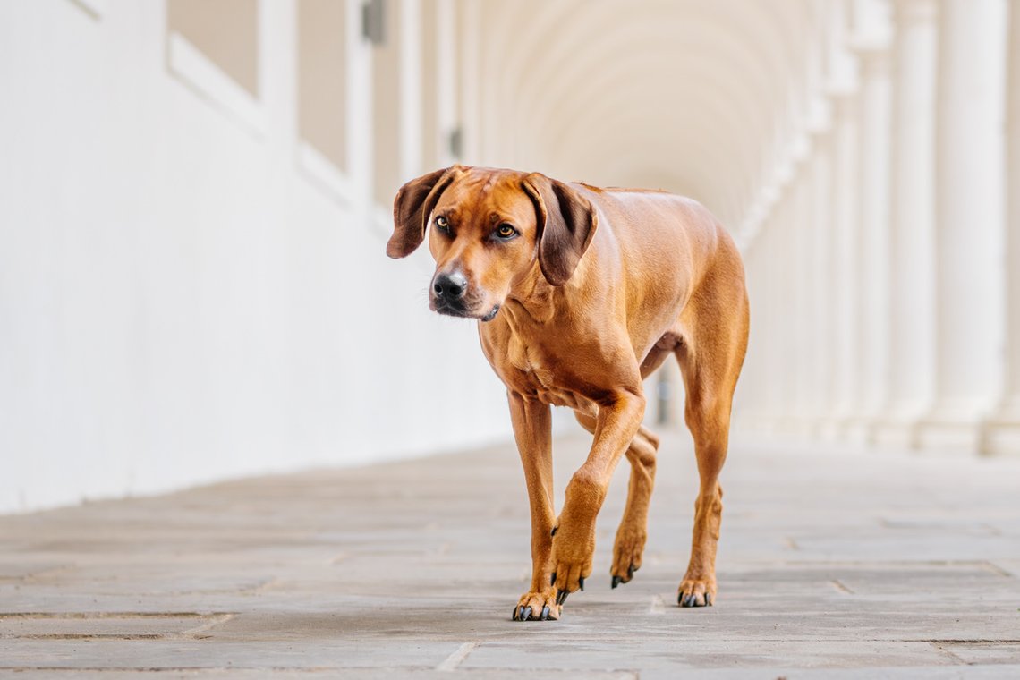 Rhodesian Ridgeback im Stallhof Dresden